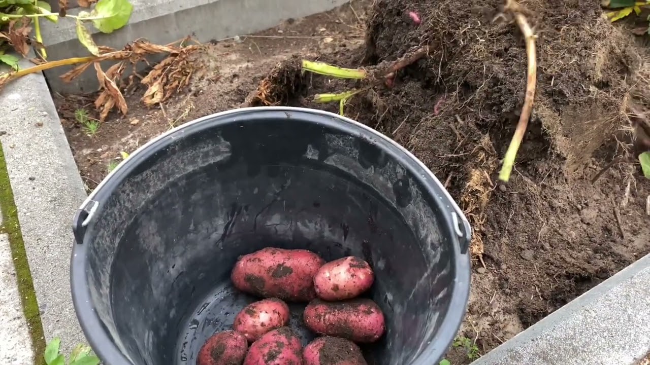 Сколько картофеля выходит с сотки земли - YouTube